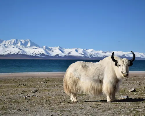 Lhasa Namtso Tour